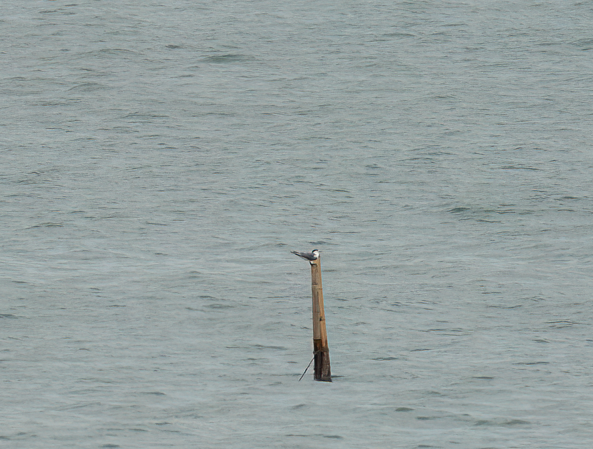 Great Crested Tern - ML639401555