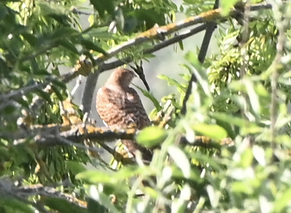 kukačka obecná - ML639401559