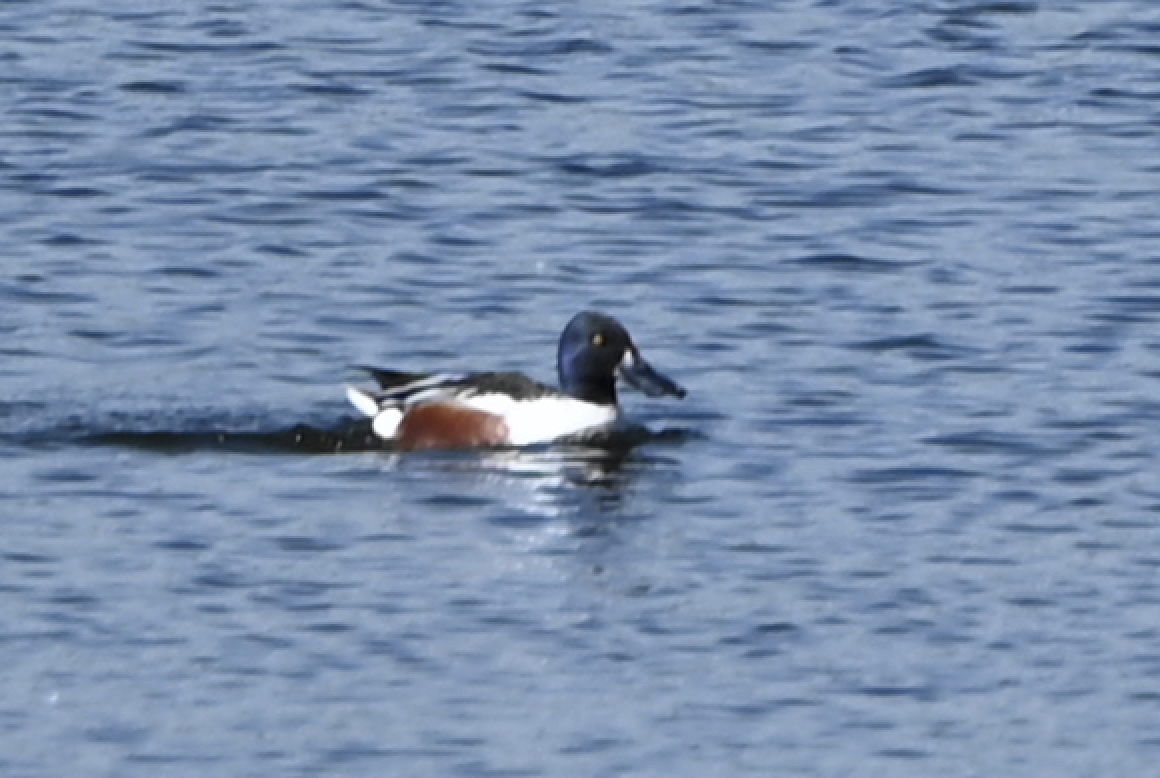 lžičák pestrý - ML639401571