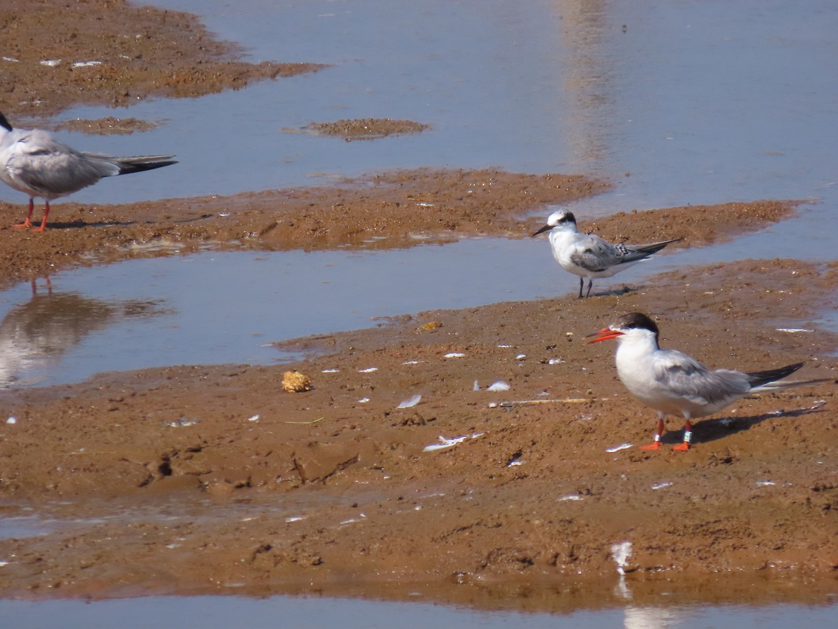 Little Tern - ML639401667