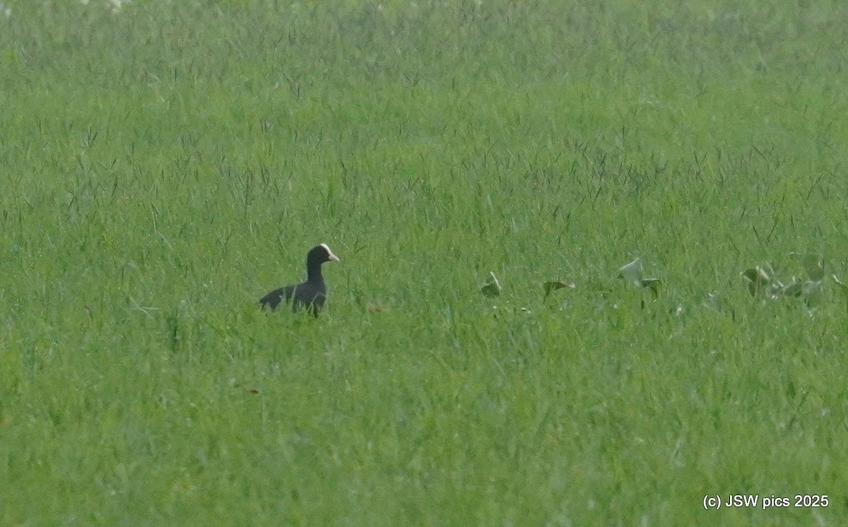 Eurasian Coot - ML639401668
