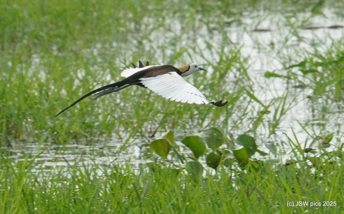 Pheasant-tailed Jacana - ML639401688