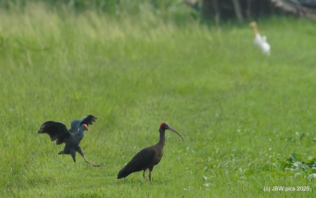 Red-naped Ibis - ML639401691