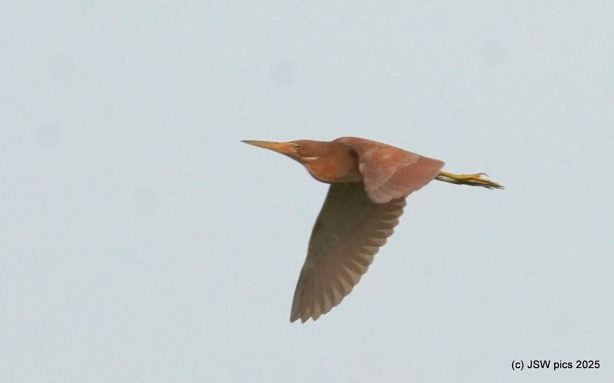 Cinnamon Bittern - ML639401692