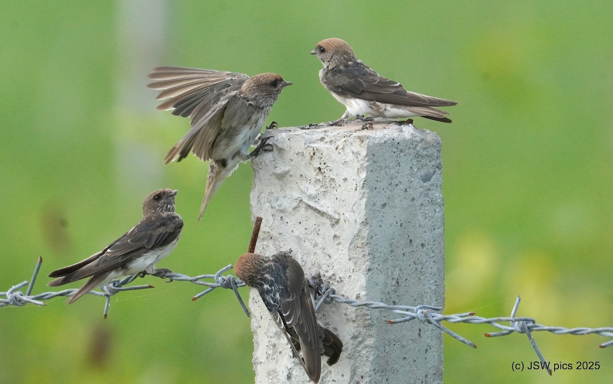Streak-throated Swallow - ML639401698