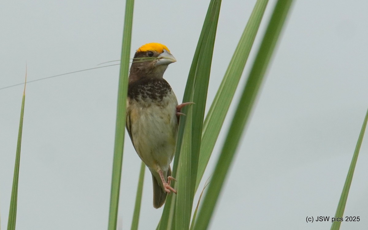 Black-breasted Weaver - ML639401705