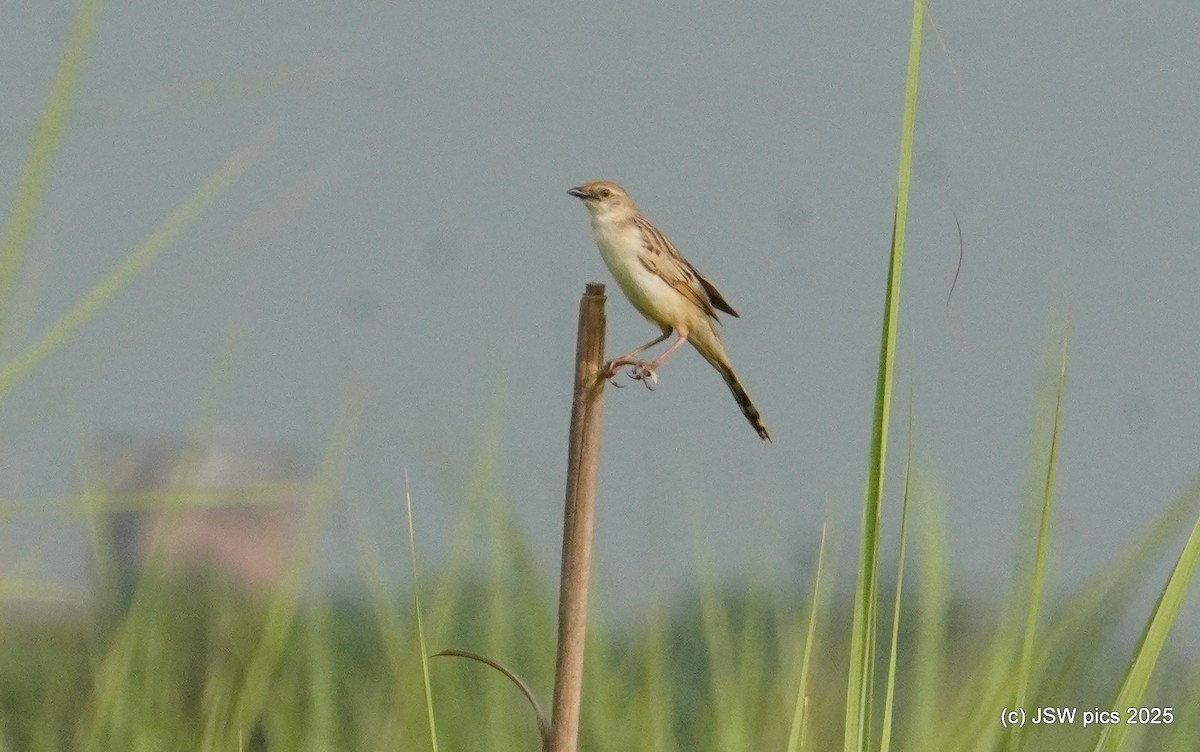 Bristled Grassbird - ML639401715