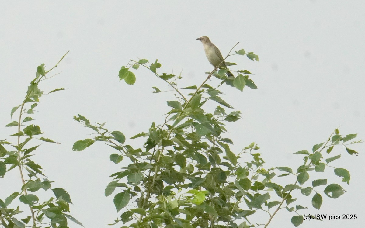 Bristled Grassbird - ML639401716