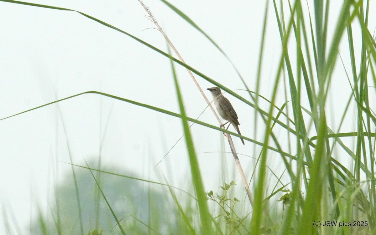 Bristled Grassbird - ML639401717
