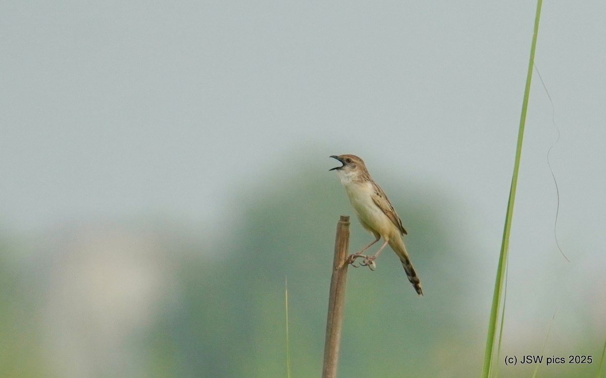 Bristled Grassbird - ML639401752