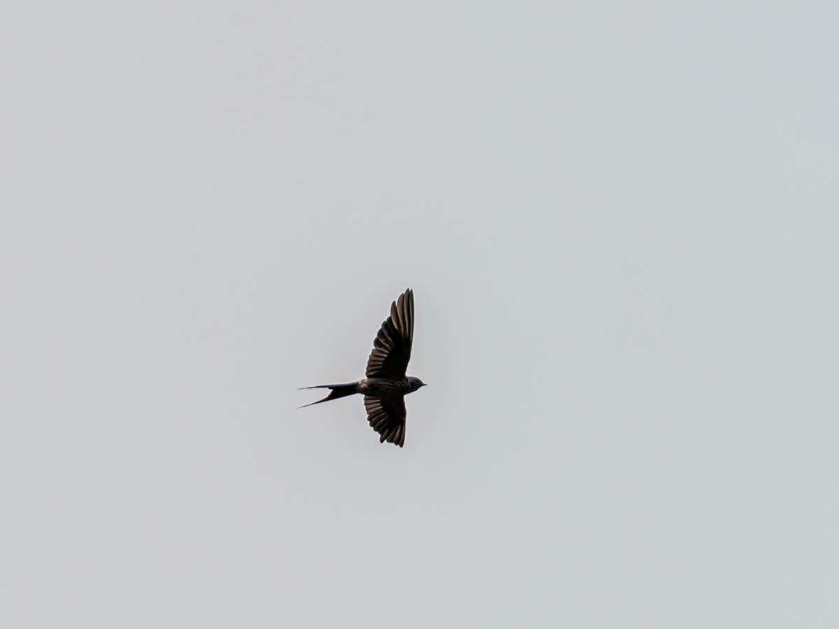 Eastern Red-rumped Swallow (Striated) - ML639401797