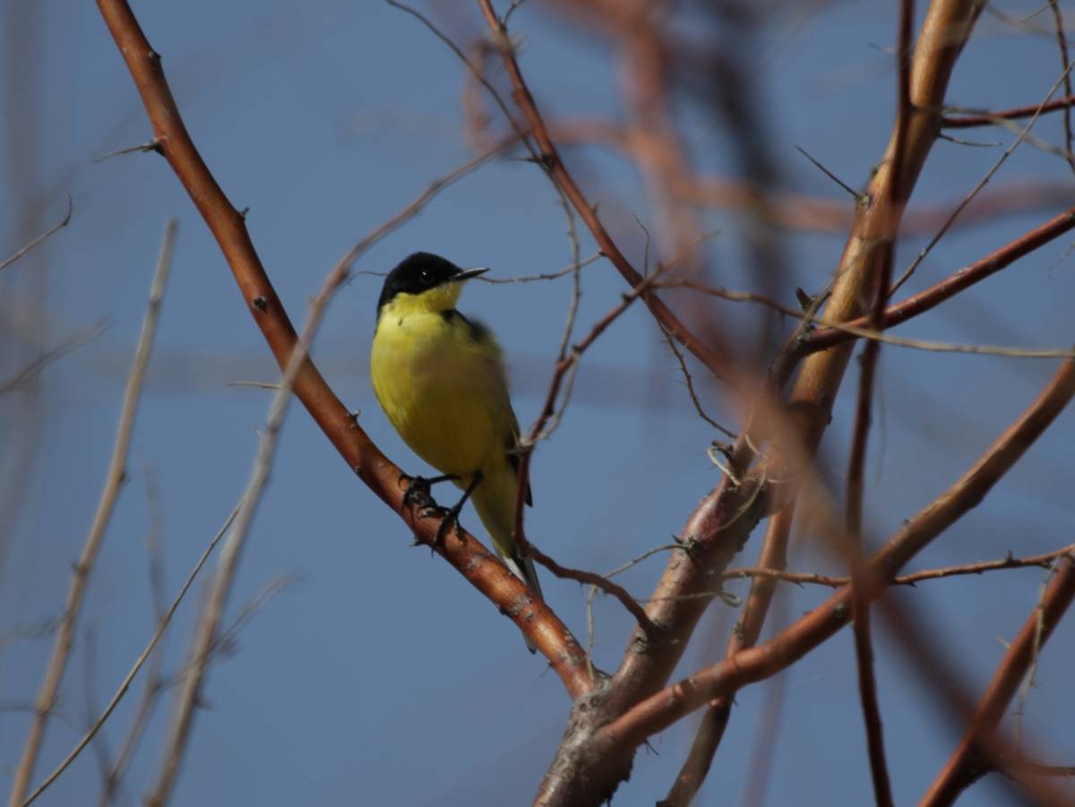 Western Yellow Wagtail (feldegg) - ML639401942