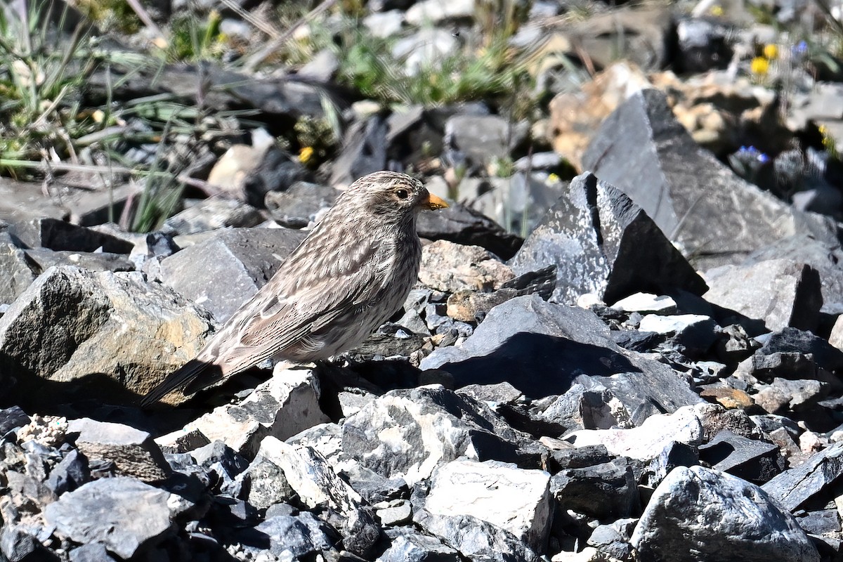 ハネナガマシコ - ML639401964