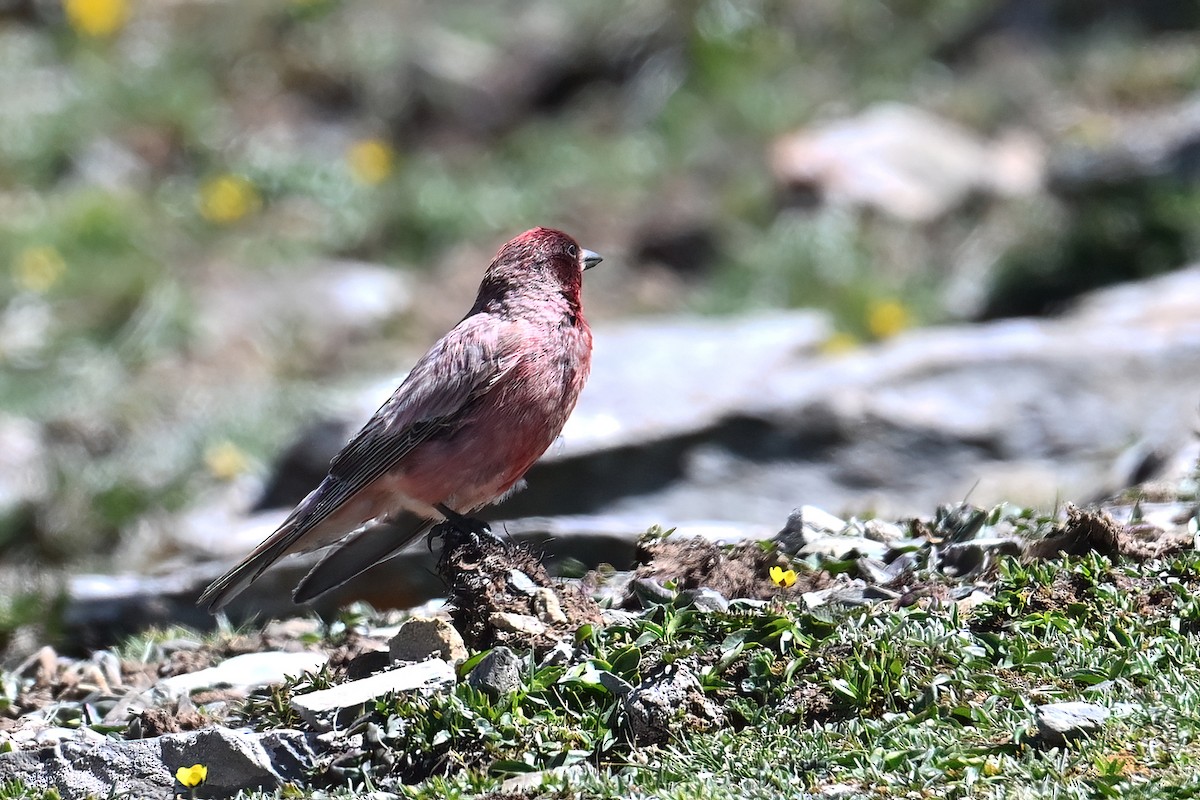 ハネナガマシコ - ML639401972