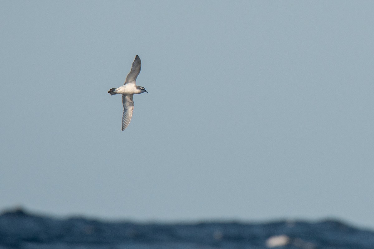 Slender-billed Prion - ML639401988