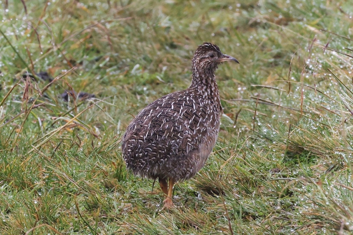 Tinamou curvirostre - ML639401994