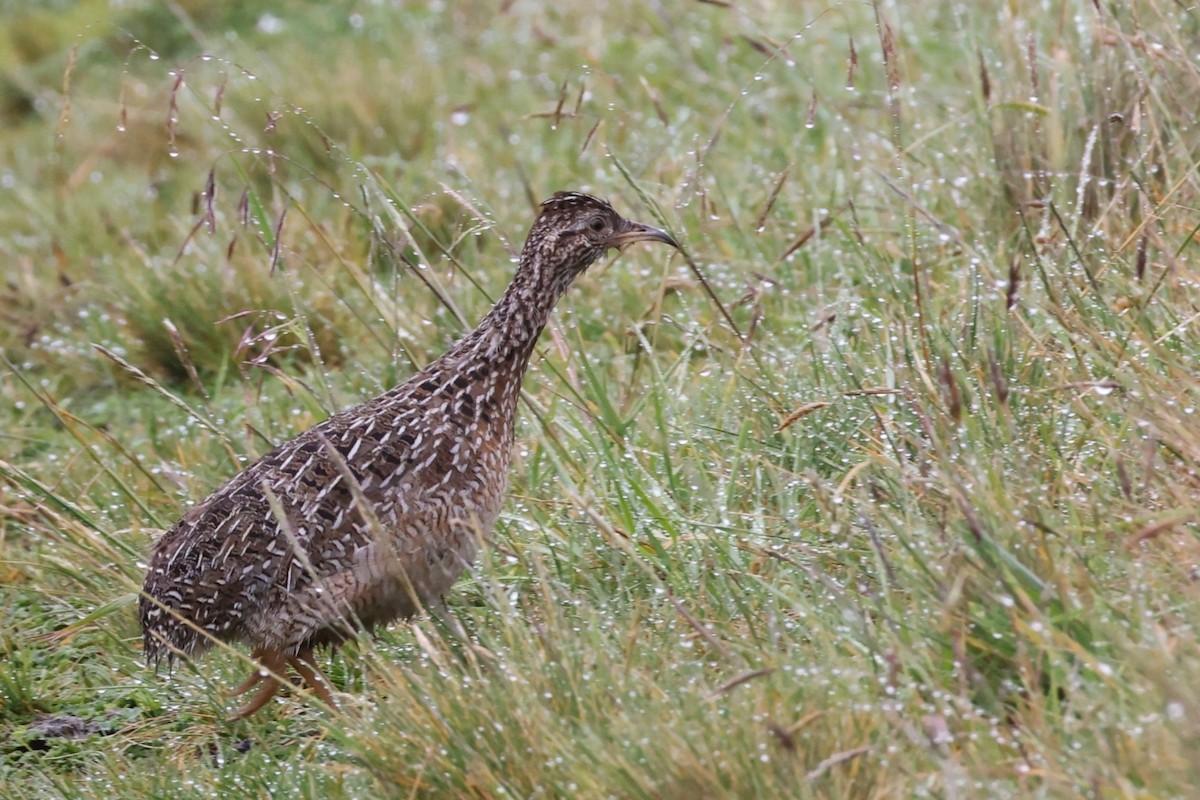 Tinamou curvirostre - ML639401995