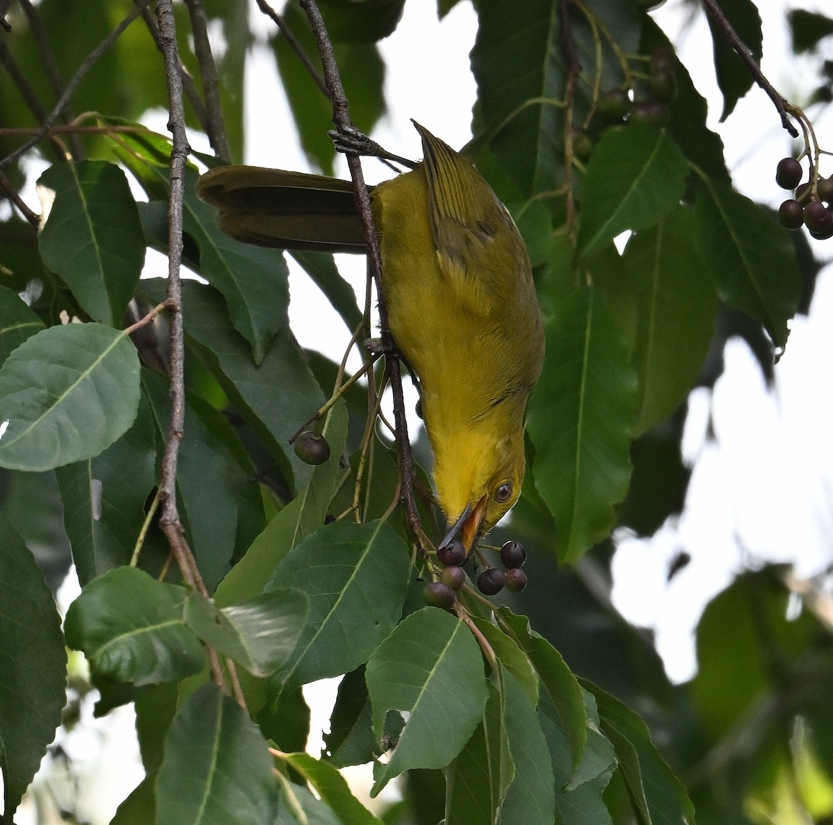 Bulbul Alegre - ML639402066