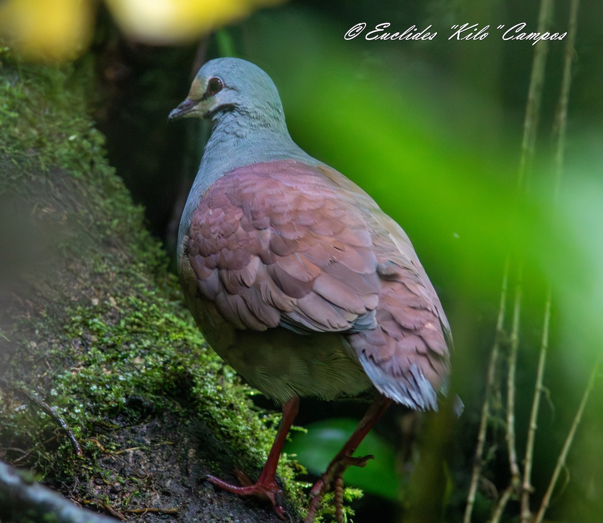 Buff-fronted Quail-Dove - ML639402087