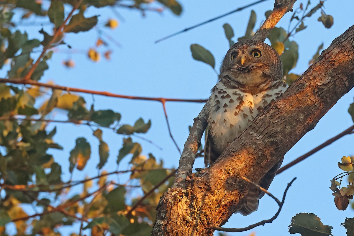 African Barred Owlet (Bar-fronted) - ML639402104