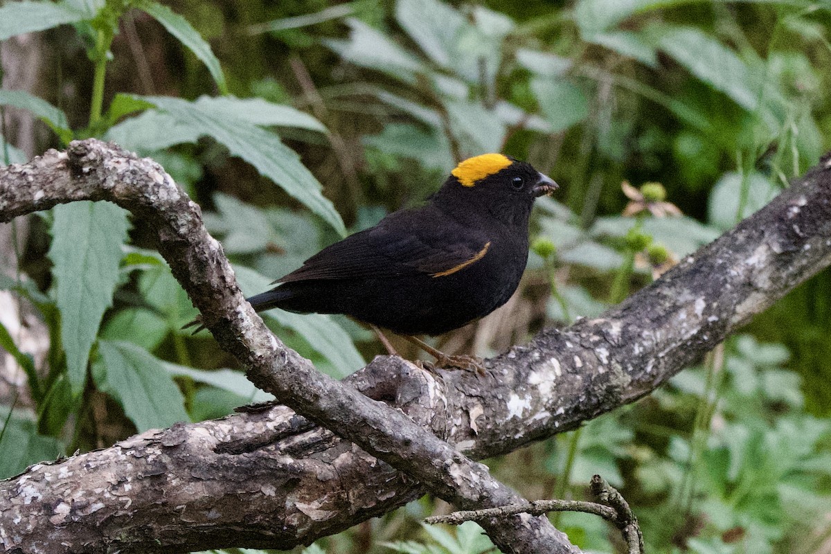 Gold-naped Finch - ML639402234