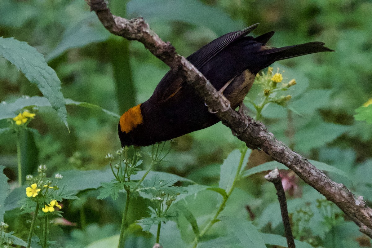 Gold-naped Finch - ML639402235