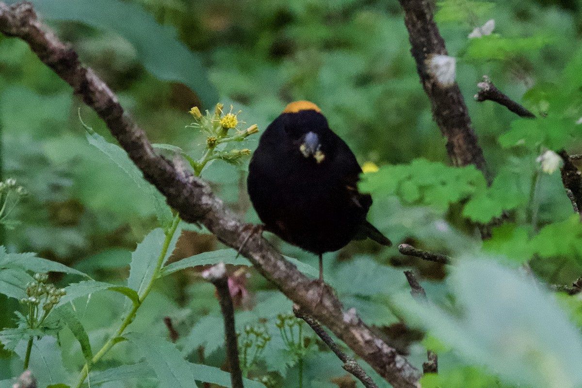 Gold-naped Finch - ML639402236