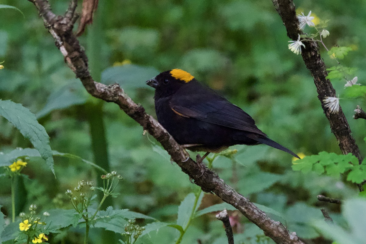 Gold-naped Finch - ML639402237