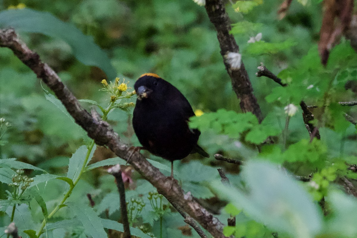 Gold-naped Finch - ML639402238