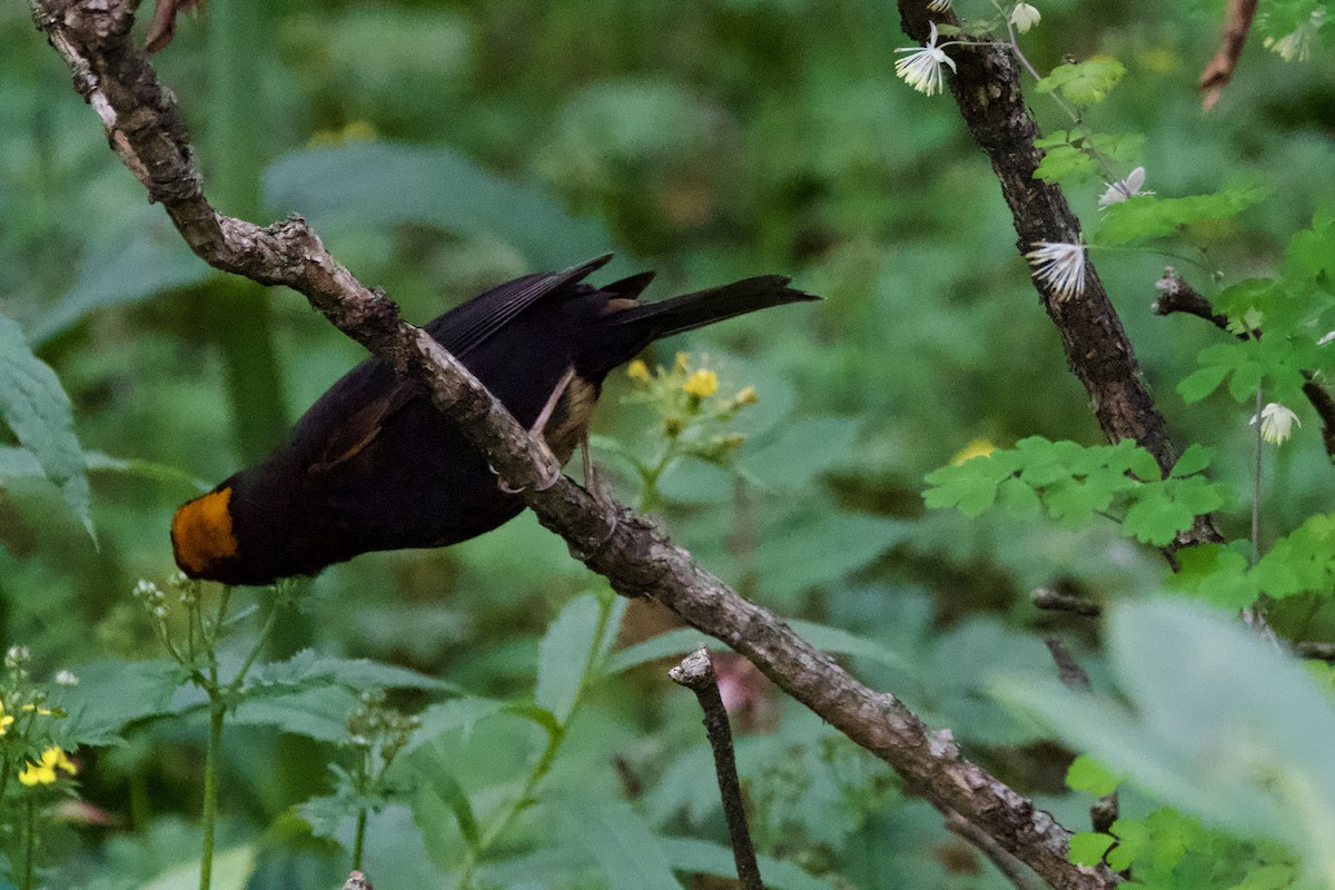 Gold-naped Finch - ML639402239