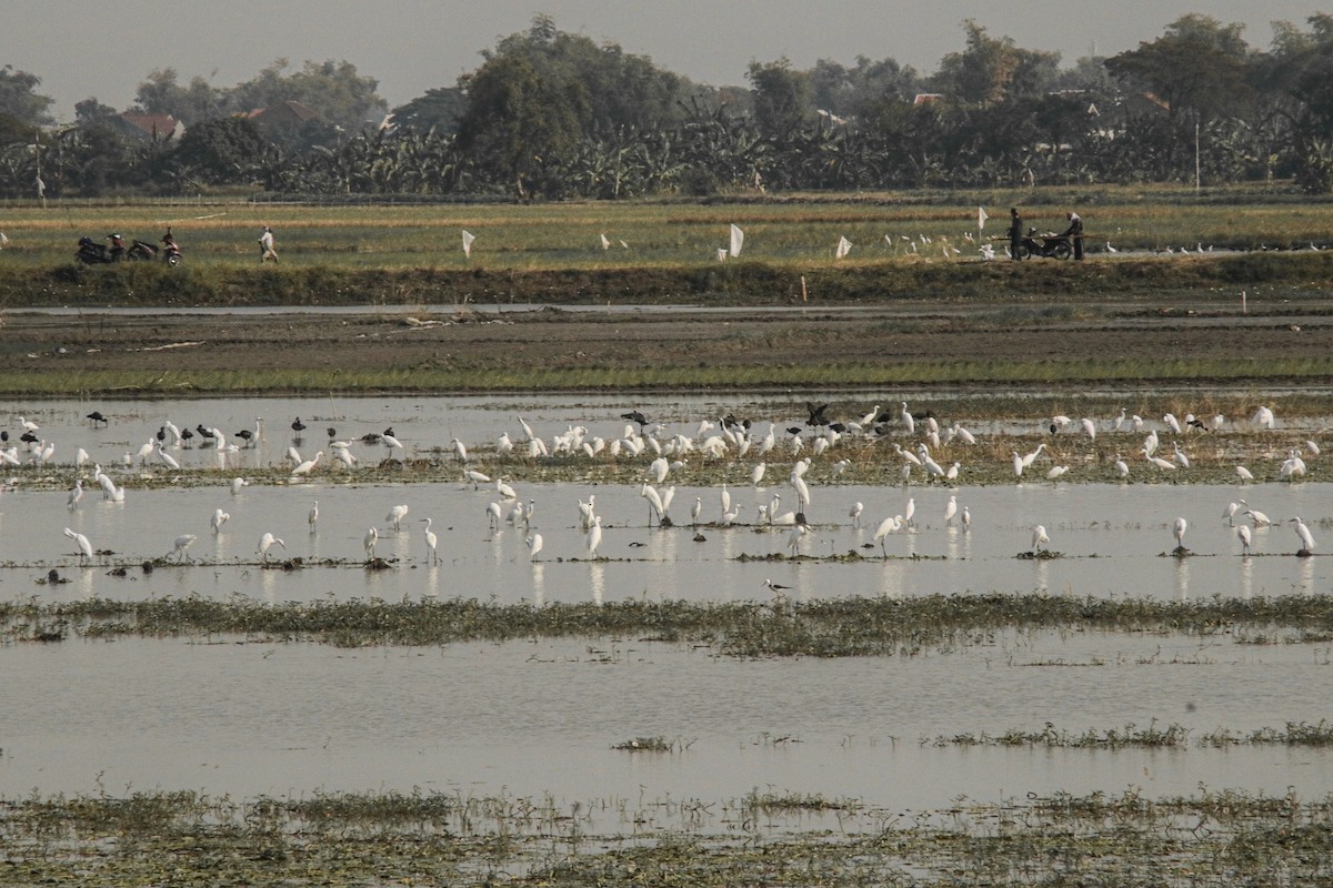 Medium Egret - ML639402248