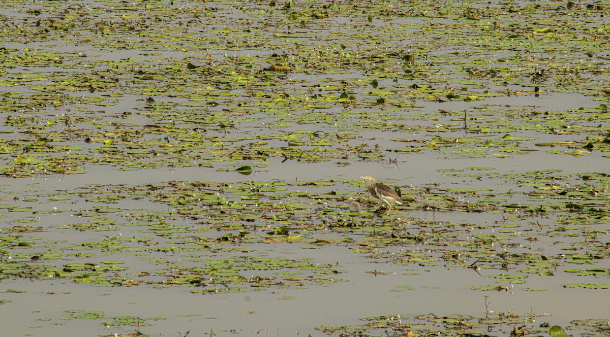 Javan Pond-Heron - ML639402250