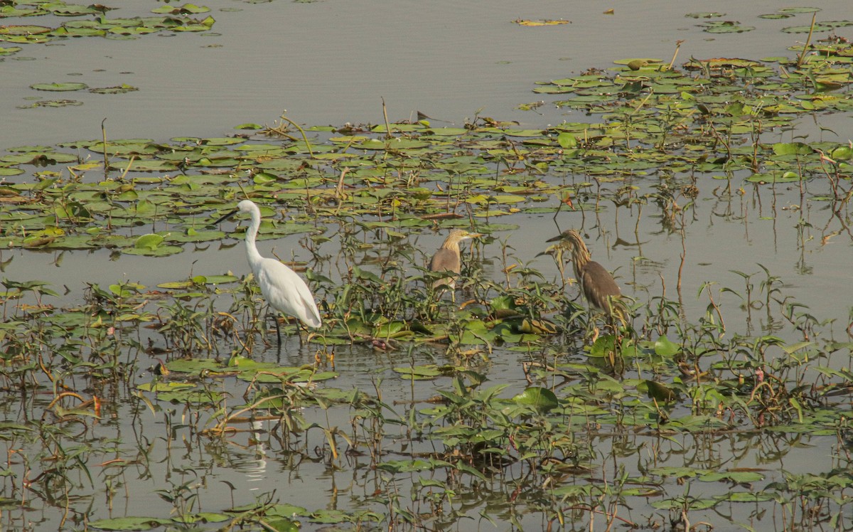 Little Egret - ML639402254
