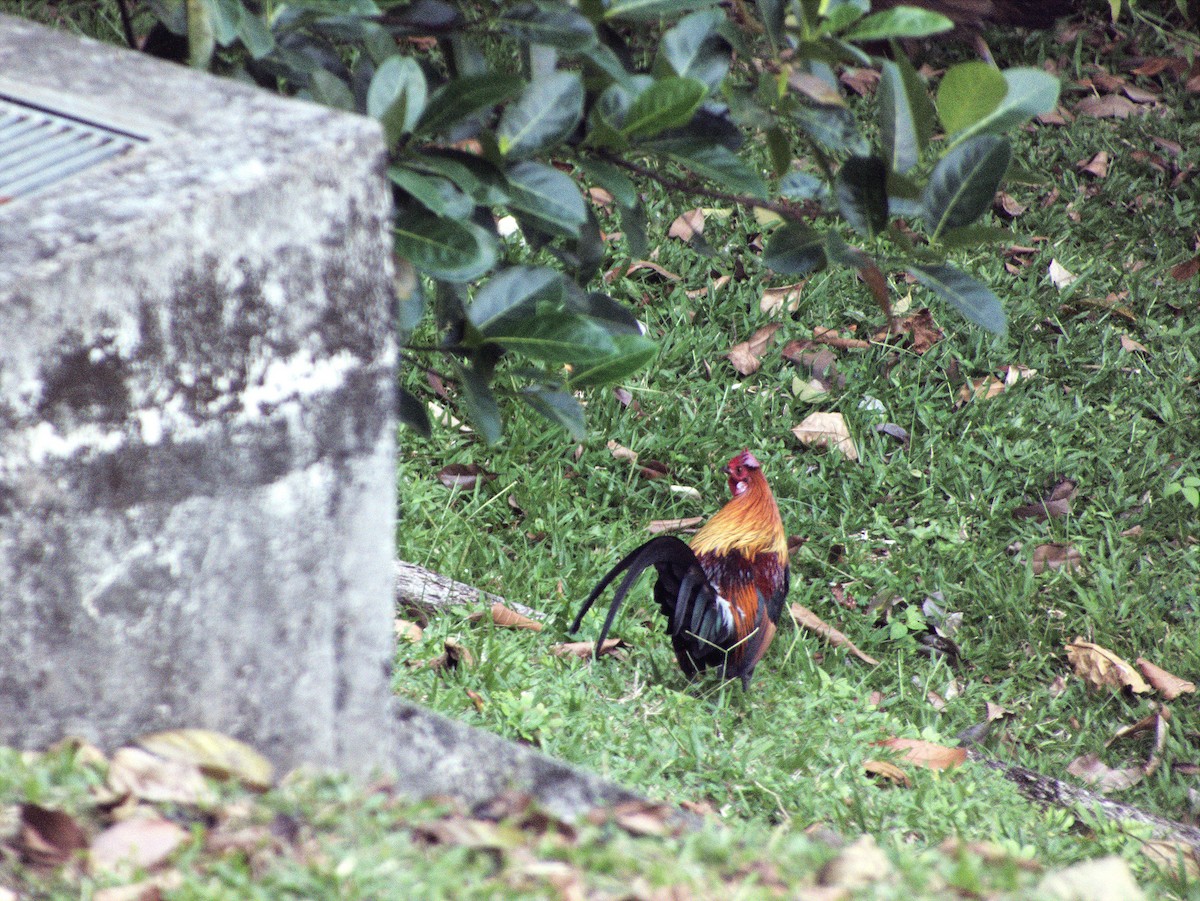 Red Junglefowl - ML639402300