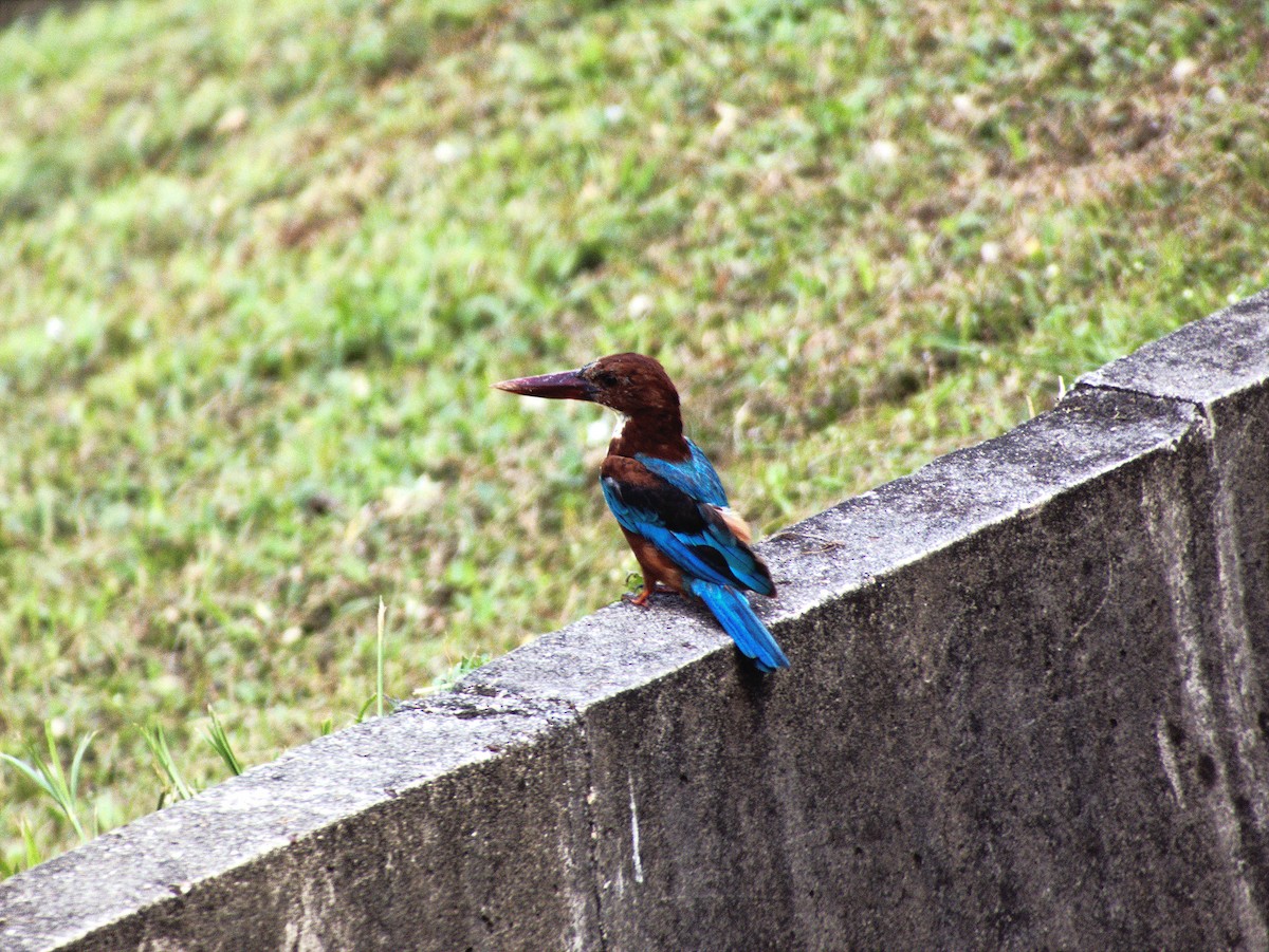 White-throated Kingfisher - ML639402306