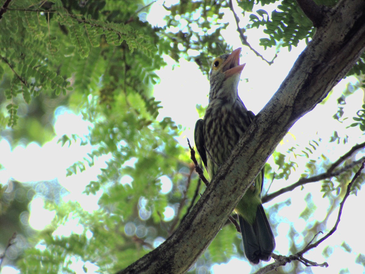 Lineated Barbet - ML639402311