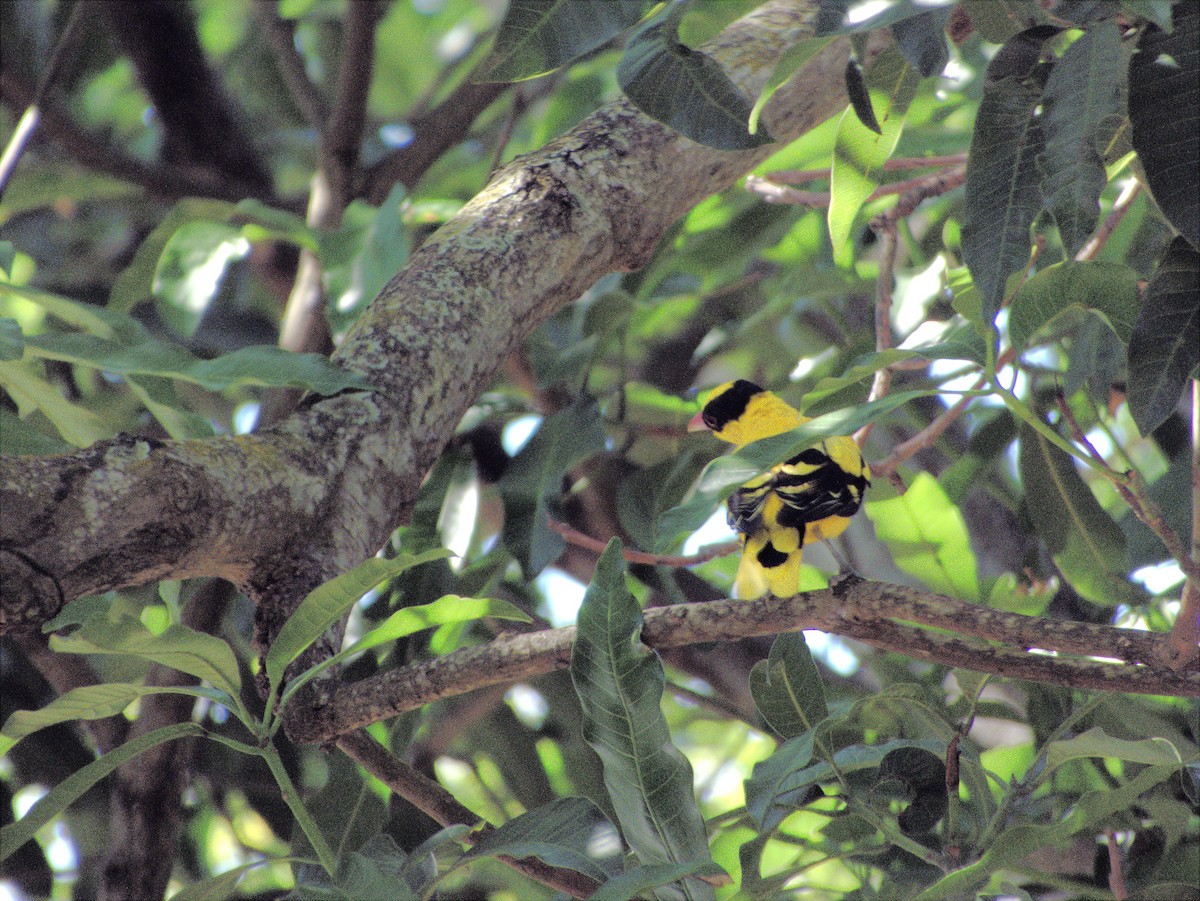 Black-naped Oriole (Sunda) - ML639402313