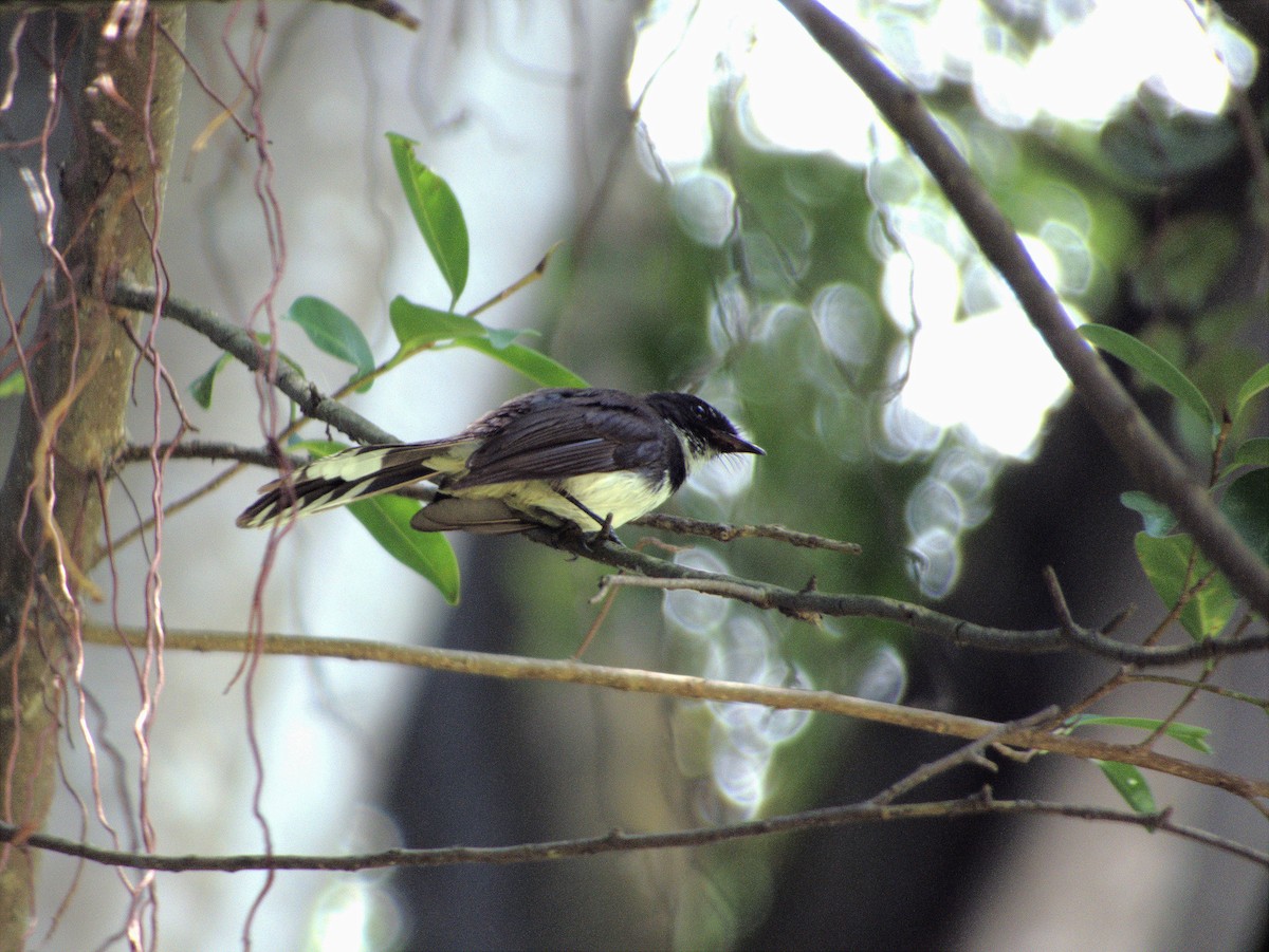 Malaysian Pied-Fantail - ML639402315