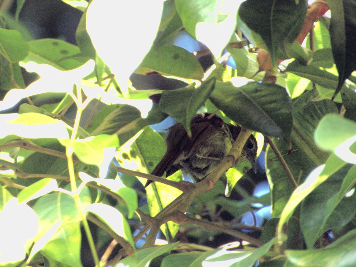 Pin-striped Tit-Babbler - ML639402318