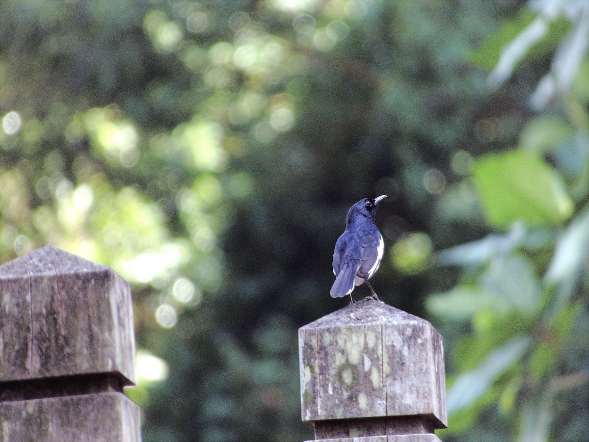Oriental Magpie-Robin - ML639402320