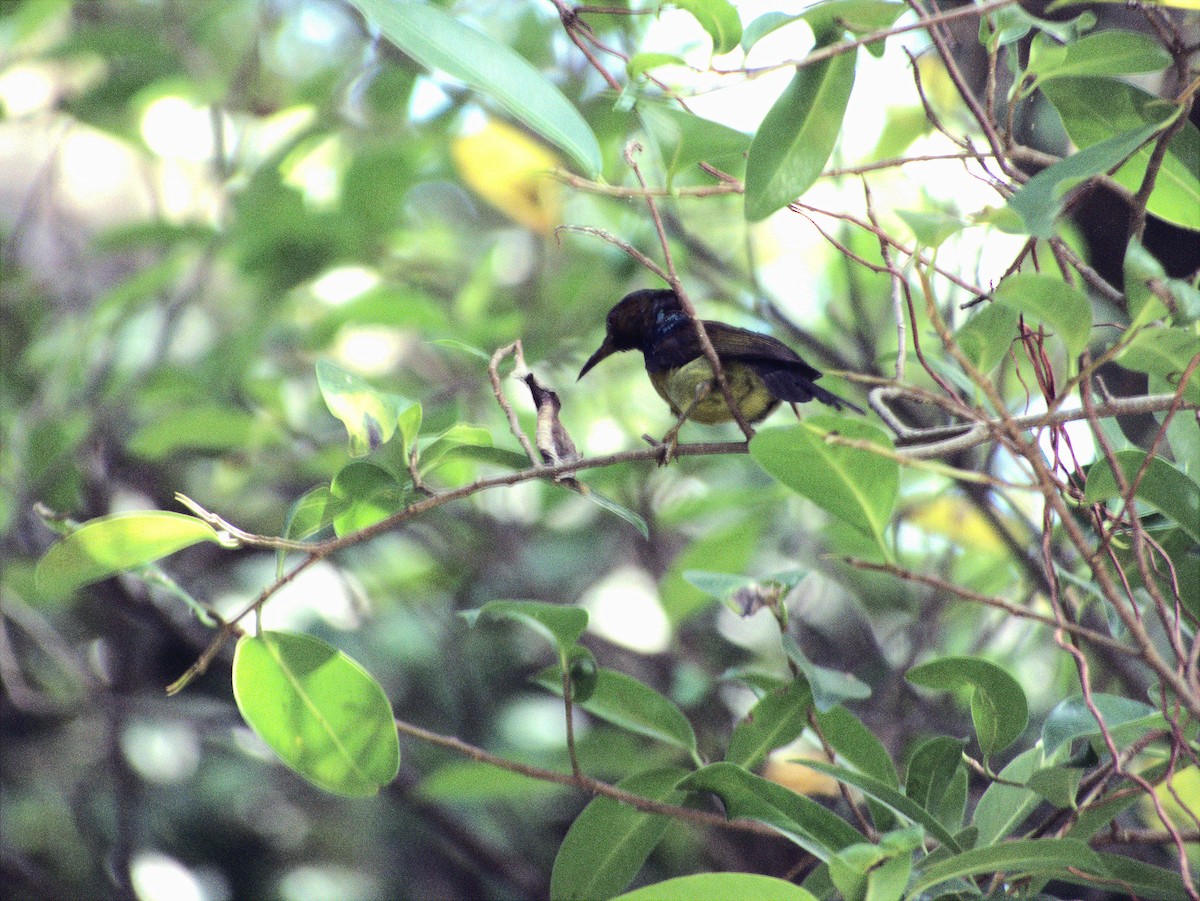 Brown-throated Sunbird - ML639402321