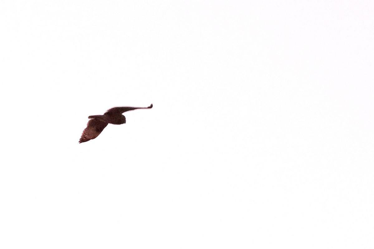 Marsh Owl - ML639402349