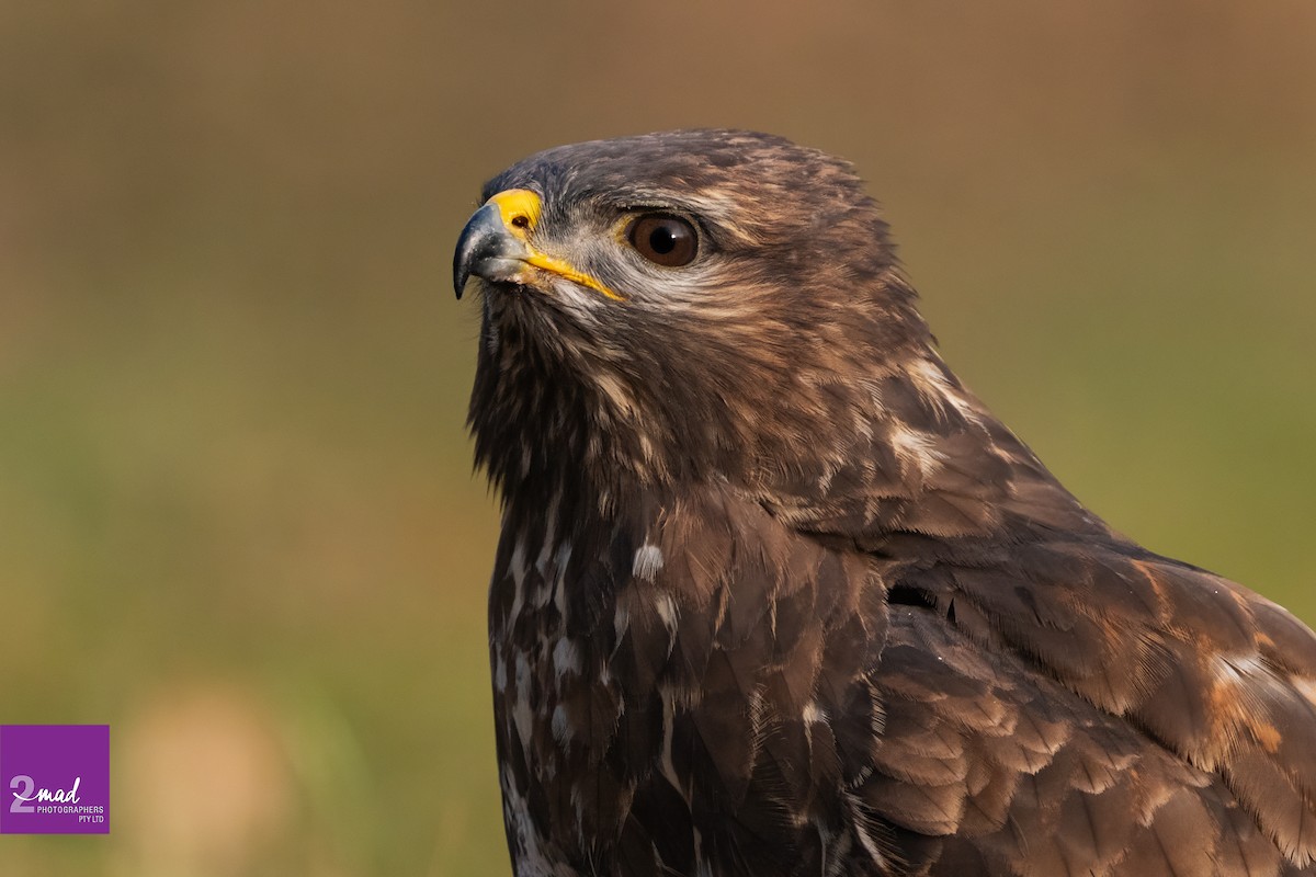 Common Buzzard - ML639402362