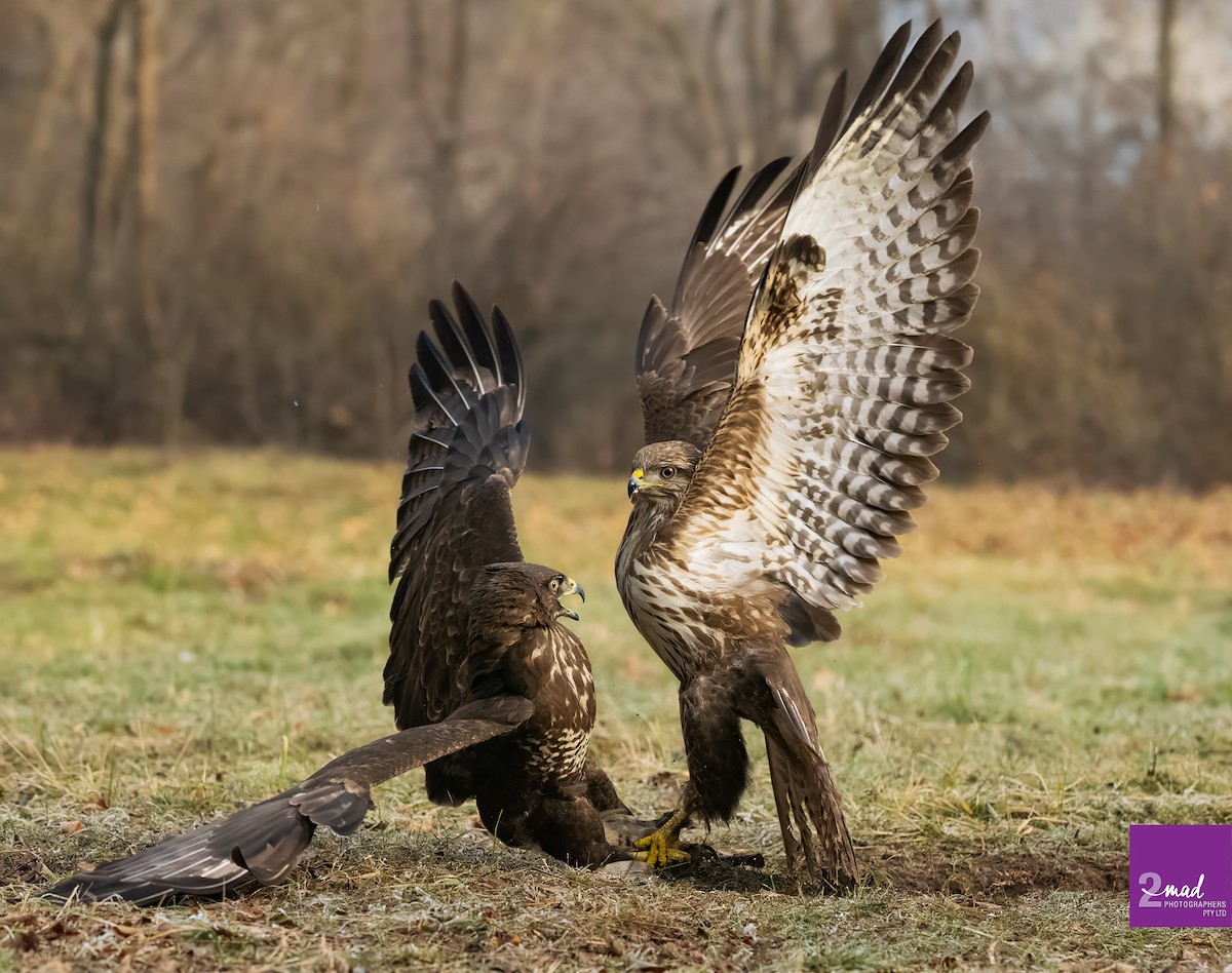 Common Buzzard - ML639402363