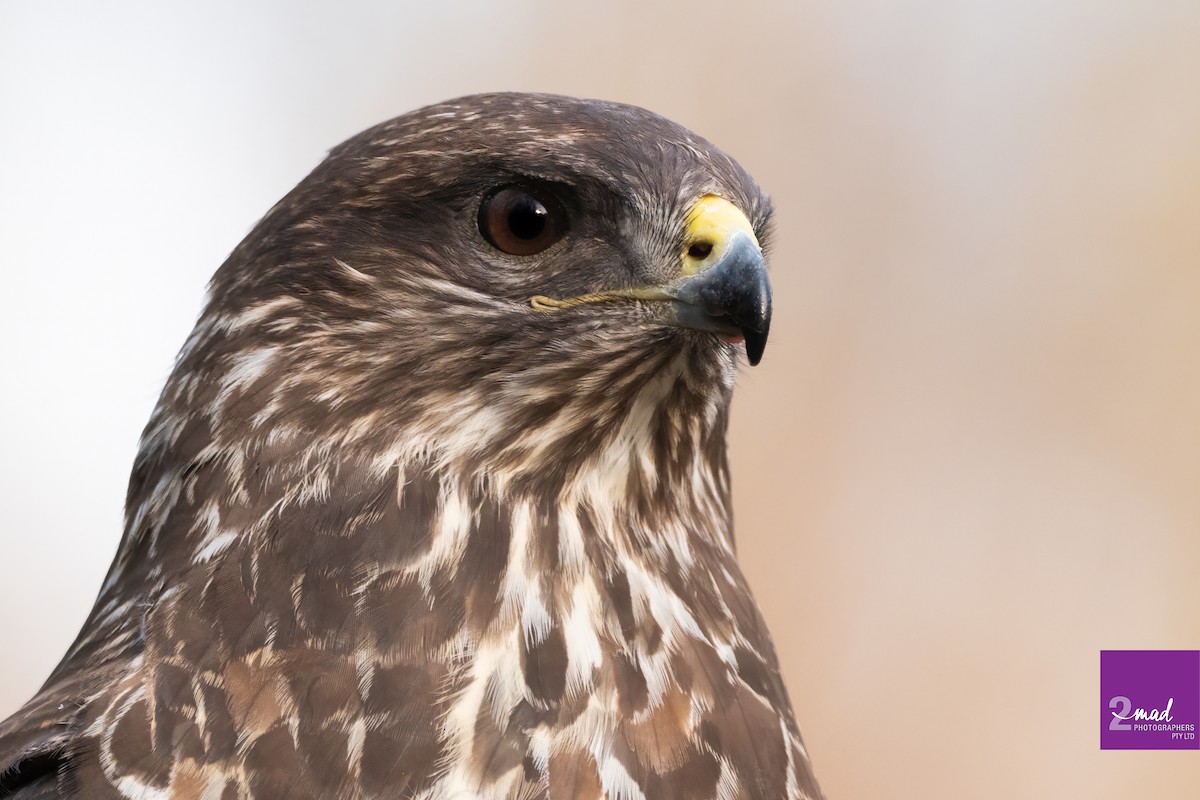 Common Buzzard - ML639402367