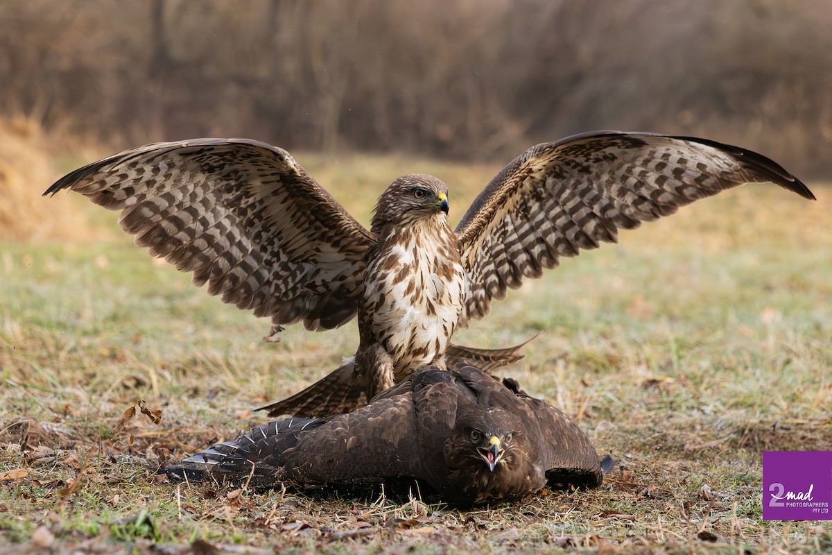 Common Buzzard - ML639402368