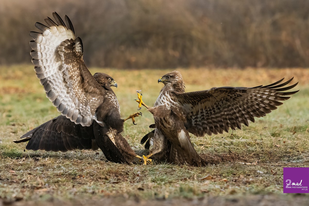 Common Buzzard - ML639402369