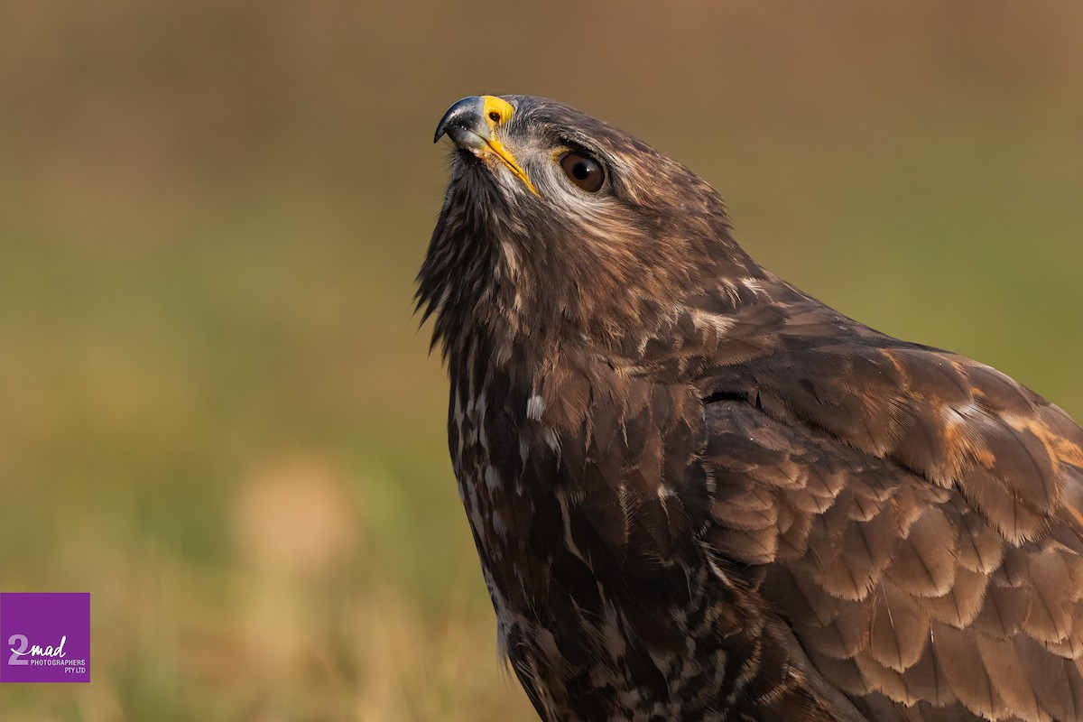 Common Buzzard - ML639402371