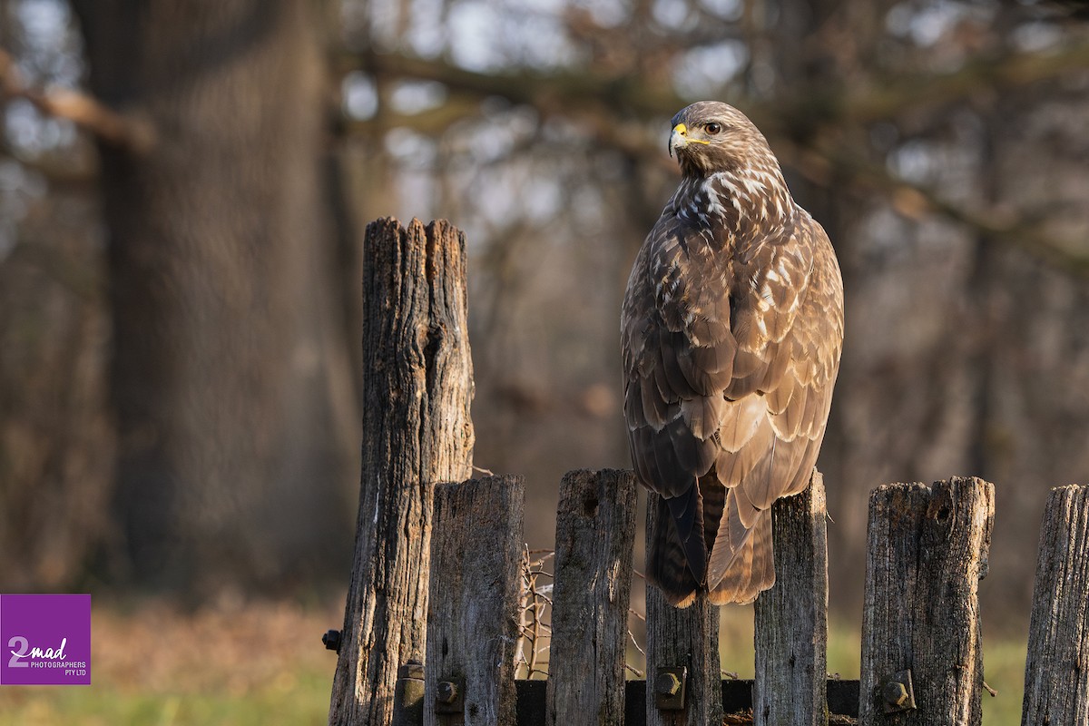 Common Buzzard - ML639402372