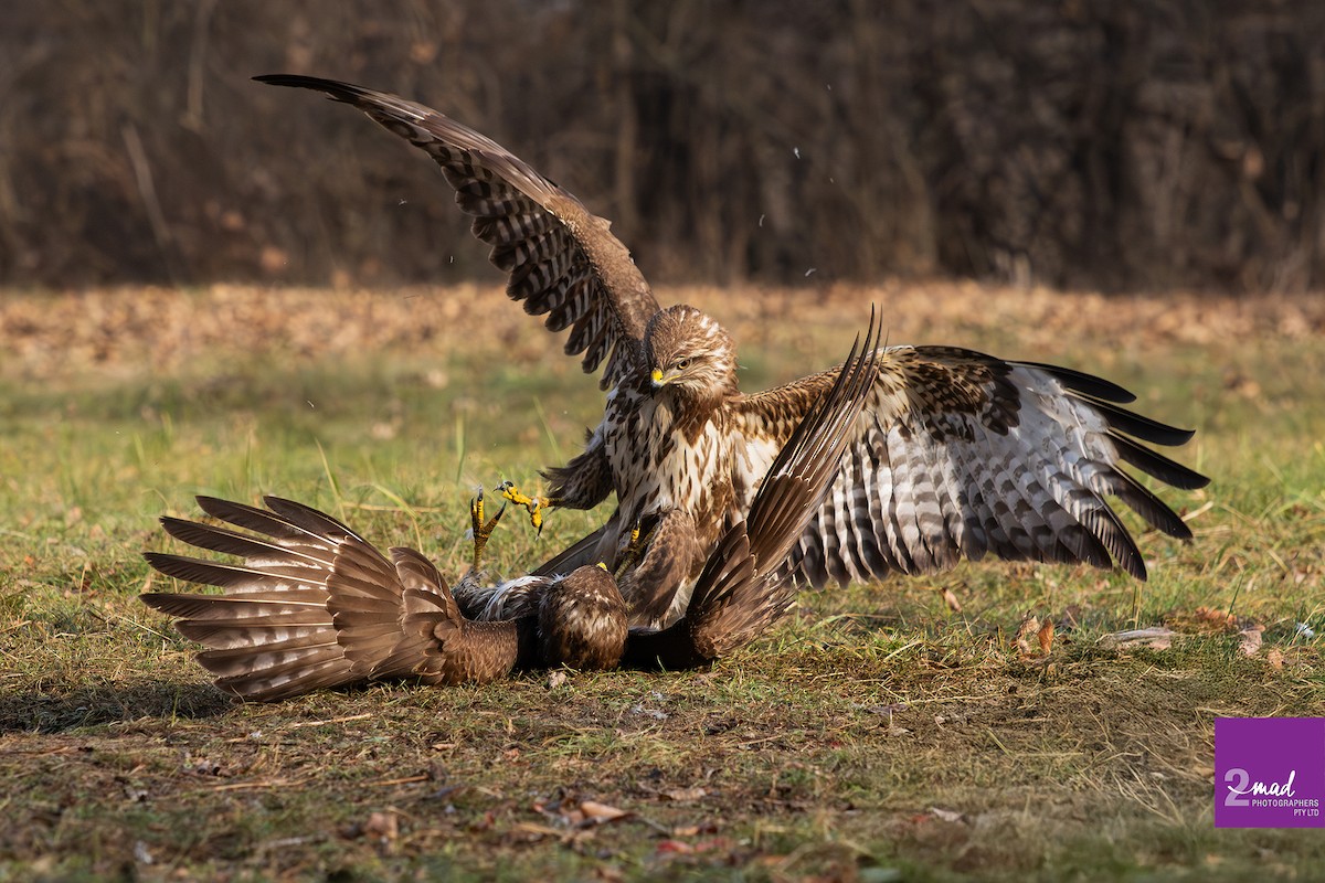 Common Buzzard - ML639402373